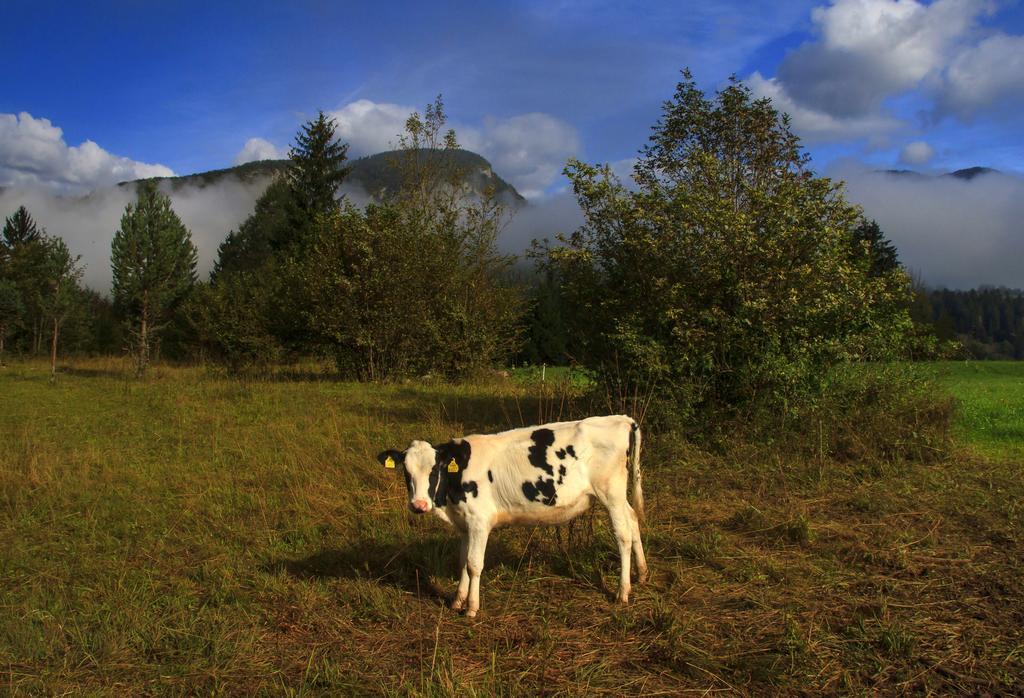 Apartmaji Pri Marodnu Bohinj Buitenkant foto
